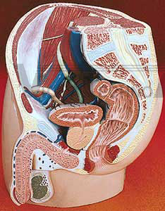 Male Pelvis Section